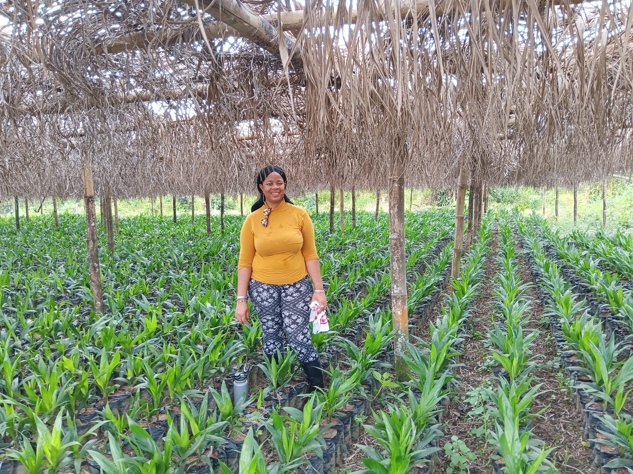 Agriculture Farms In Liberia Sustainable Investments