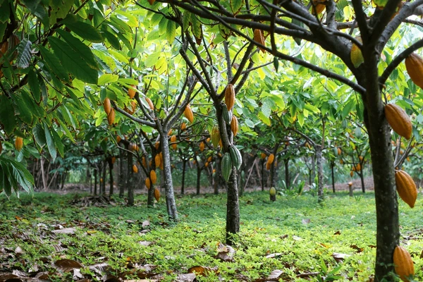 Cocoa Farming Investment Opportunities in Liberia