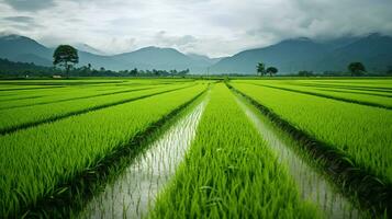 List of Agricultural Sectors in Liberia Africa