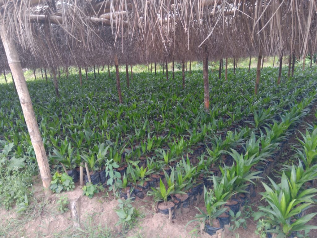 Palm Tree Nursery, Liberia