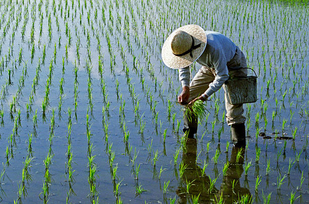 Rice Cultivation Projects in Liberia Enhancing Food Security Agriculture Farms In Liberia
